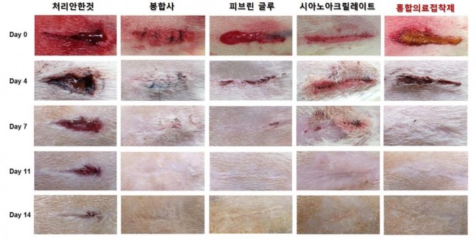 차형준 포항공대 교수팀은 홍합접착단백질로 개발한 접착제를 쥐 등의 상처에 바른 뒤 14일 동안 변화를 관찰했다(맨 오른쪽). 비교를 위해 처리안한 것과 봉합사, 기존 접착제(피브린 글루, 시아노아크릴레이트)를 바른 것으로 함께 실험했다. - 포항공대 제공